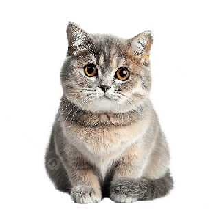 NordFit Online Coachings Komplettpaket